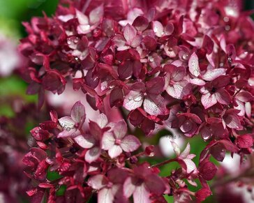 Hydrangea arborescens 'Ruby Annabelle' - XL