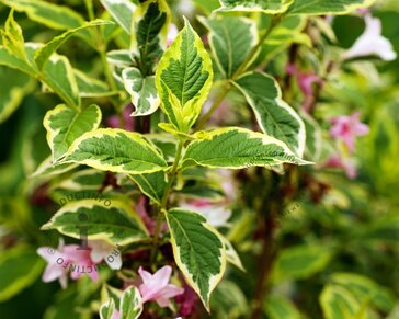 Weigela florida 'Nana Variegata' - XL