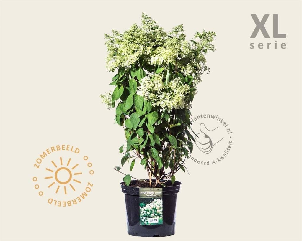 Hydrangea paniculata 'Grandiflora' - XL