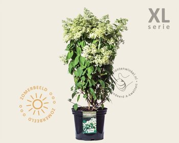 Hydrangea paniculata 'Grandiflora' - XL
