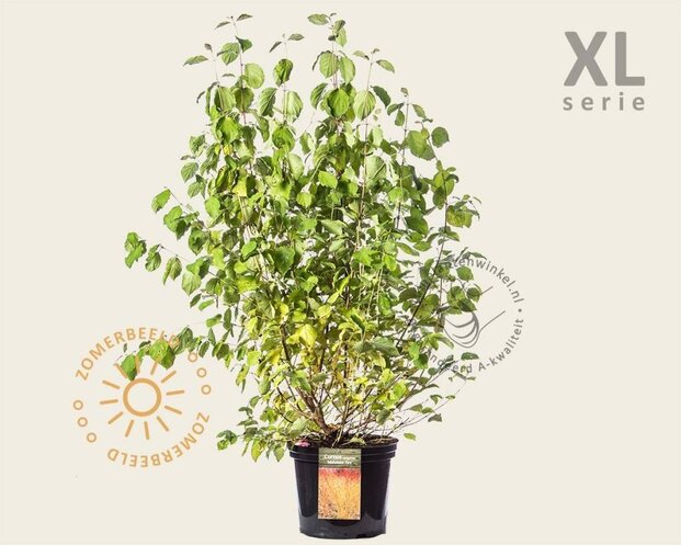 Cornus sanguinea 'Midwinter Fire' - XL
