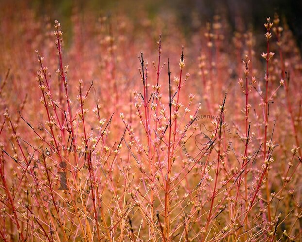 Cornus sanguinea 'Midwinter Fire' - XL