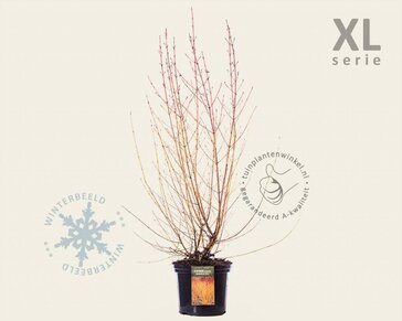 Cornus sanguinea 'Midwinter Fire' - XL