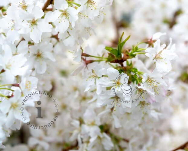 Prunus nipponica 'Brillant' - XL+