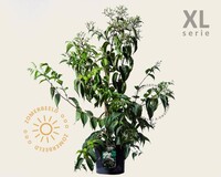 Heptacodium miconioides - XL