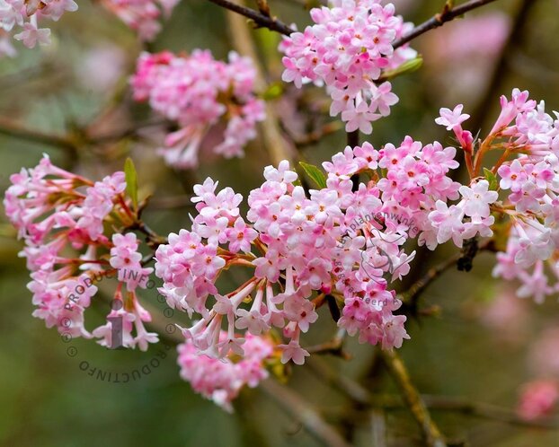 Viburnum bodnantense 'Dawn' - XL