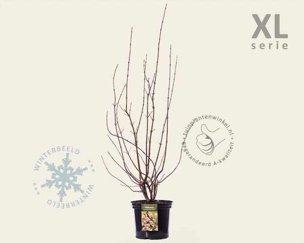 Viburnum bodnantense 'Dawn' - XL