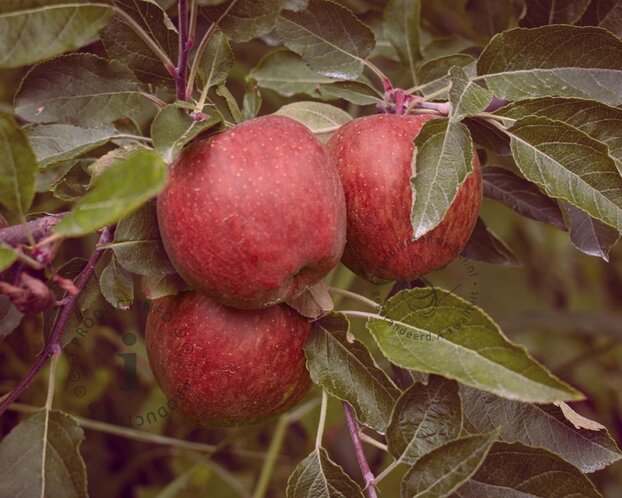 Malus domestica 'Red Leaf' - zuilvorm