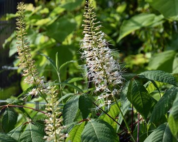 Aesculus parviflora - XL