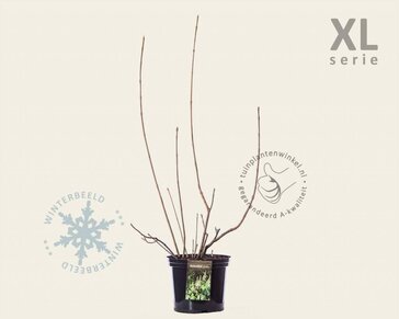 Aesculus parviflora - XL