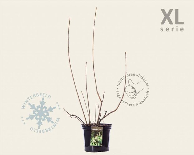 Aesculus parviflora - XL
