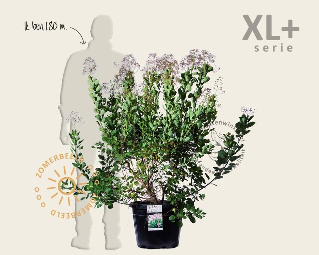 Cotinus coggygria 'Young Lady ' - XL+