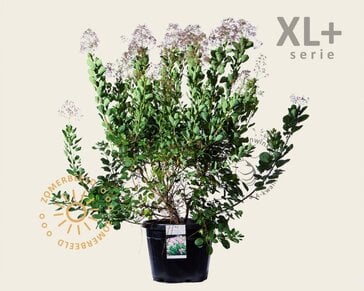 Cotinus coggygria 'Young Lady ' - XL+