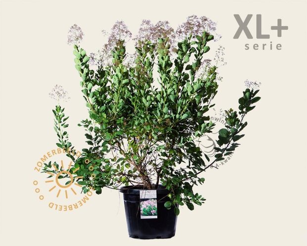 Cotinus coggygria 'Young Lady ' - XL+