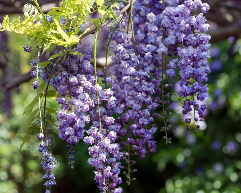 Wisteria floribunda 'Violacea plena' - XL