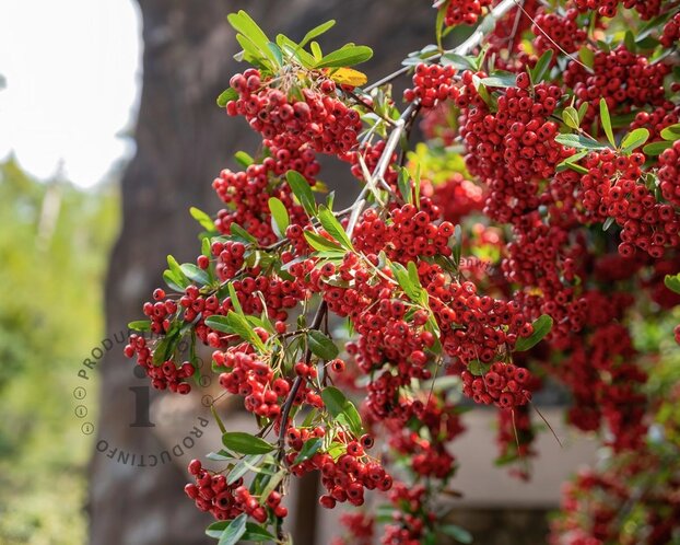 Pyracantha coccinea 'Saphyr Rouge' - XL