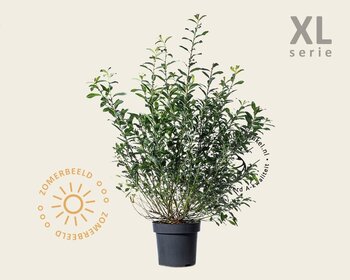 Salix gracilistyla 'Mount Aso' - XL