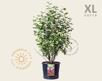 Ribes sanguineum 'King Edward VII' - XL