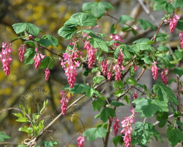 Ribes sanguineum 'King Edward VII' - XL
