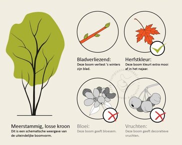 Acer davidii - XL+