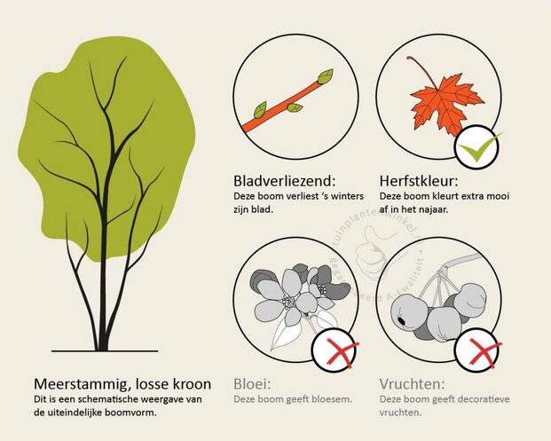 Acer davidii - XL+