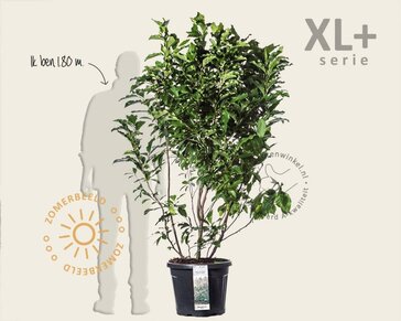 Magnolia 'Susan' - XL+