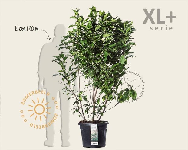 Magnolia 'Susan' - XL+