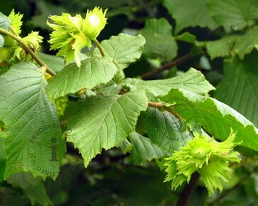 Corylus avellana 'Aurea' - XL