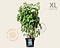Hydrangea arborescens 'Annabelle' - XL Foto 1