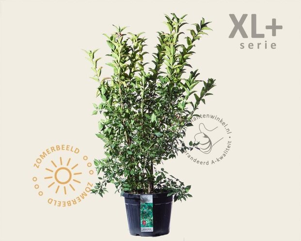 Euonymus europaeus 'Red Cascade' - XL+