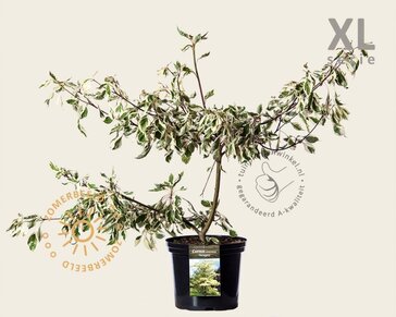 Cornus controversa 'Variegata' - XL