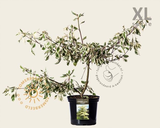 Cornus controversa 'Variegata' - XL
