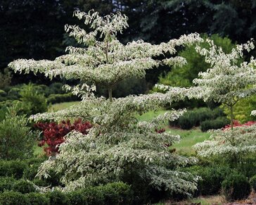 Cornus controversa 'Variegata' - XL
