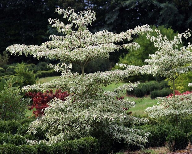 Cornus controversa 'Variegata' - XL