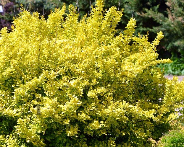 Berberis thunbergii 'Aurea' - XL