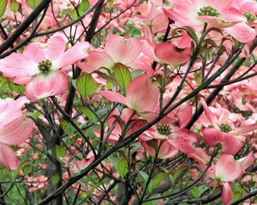 Cornus florida 'Cherokee Chief' - XL