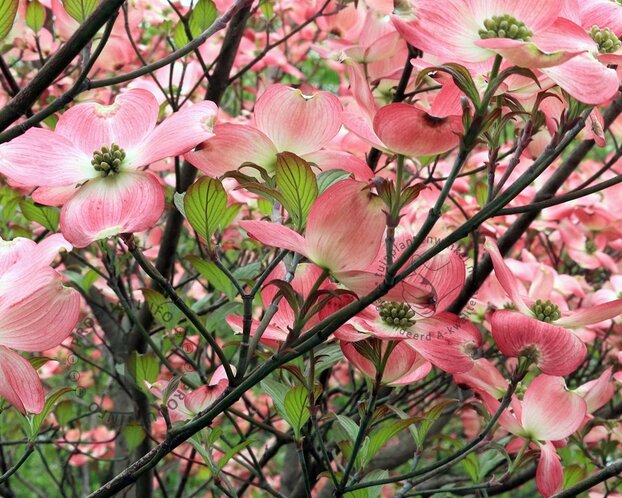 Cornus florida 'Cherokee Chief' - XL