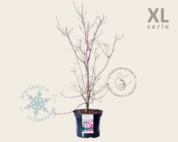 Cornus florida 'Cherokee Chief' - XL