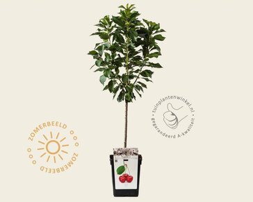 Prunus cerasus 'Morellenfeuer' - mini