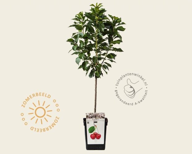 Prunus cerasus 'Morellenfeuer' - mini