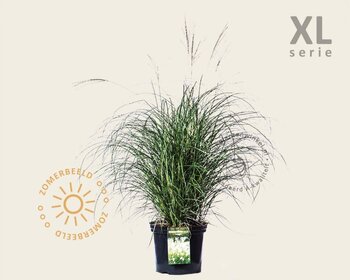 Miscanthus sinensis 'Adagio' - XL