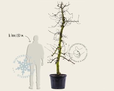Malus domestica 'Elstar' - oude laagstam