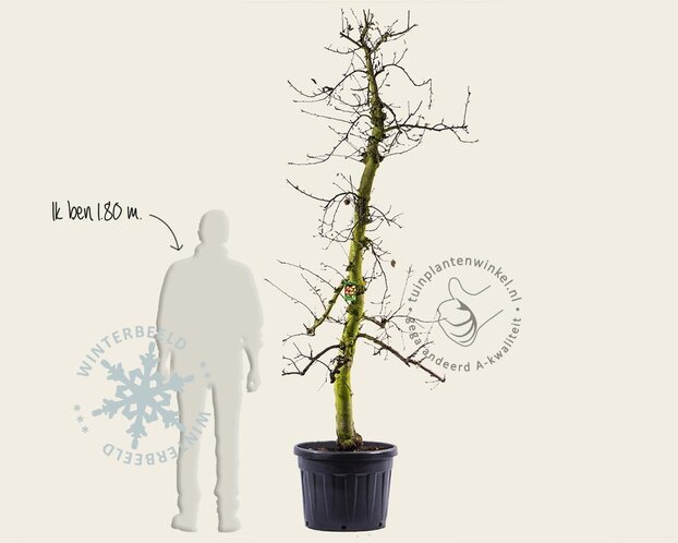 Malus domestica 'Elstar' - oude laagstam
