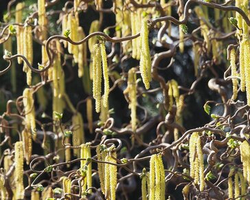 Corylus avellana 'Contorta' - XL