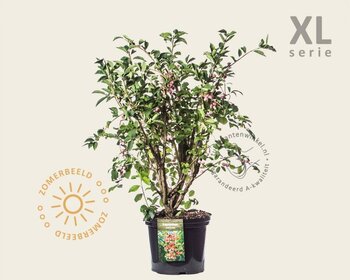 Euonymus phellomanus - XL