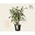 Euonymus phellomanus - XL