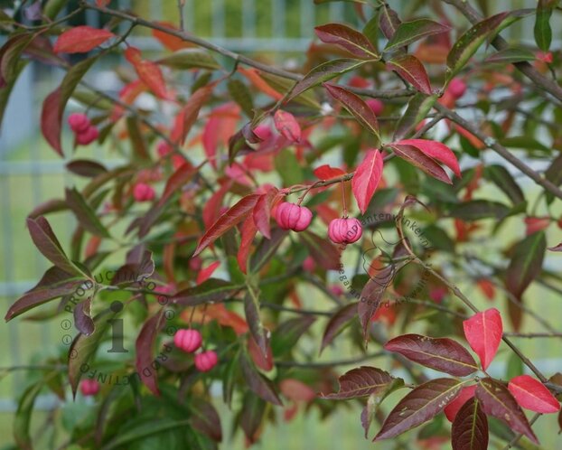 Euonymus phellomanus - XL