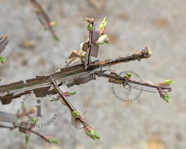 Euonymus phellomanus - XL
