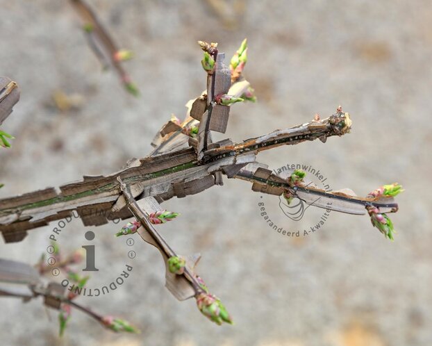 Euonymus phellomanus - XL