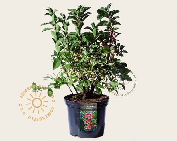 Euonymus phellomanus - XL